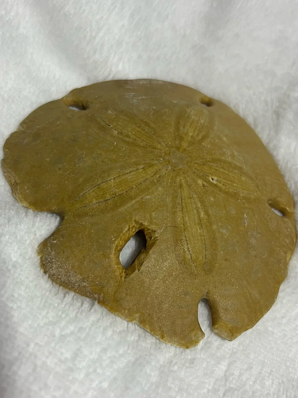 Natural Keyhole Sand Dollar Shell Beach Ocean Coastal Decor Collectible 4-5 In